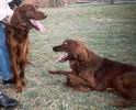 Harry - moja platonick� l�ska