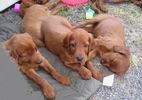 siesta