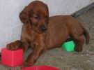 ..aj ja mam r�d kocky..
